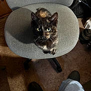 Little One is registered to the contest to win money with this photo: animal, carpet, cat, chair, curious, cute, domestic, feline, floor, gray_chair, home, indoor, legs, looking_up, office_chair, pet, seated, shoes, tortoiseshell, whiskers