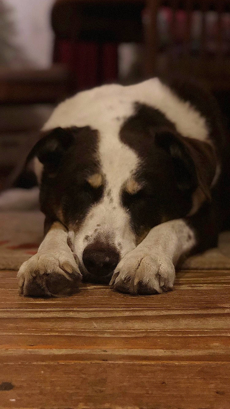 Preston joined the competition — help win amazing prizes! canidae, carnivore, central_asian_shepherd_dog, companion_dog, dog, dog_breed, floor, livestock_guardian_dog, mammal, nose, puppy, pyrenean_mastiff, snout, vertebrate