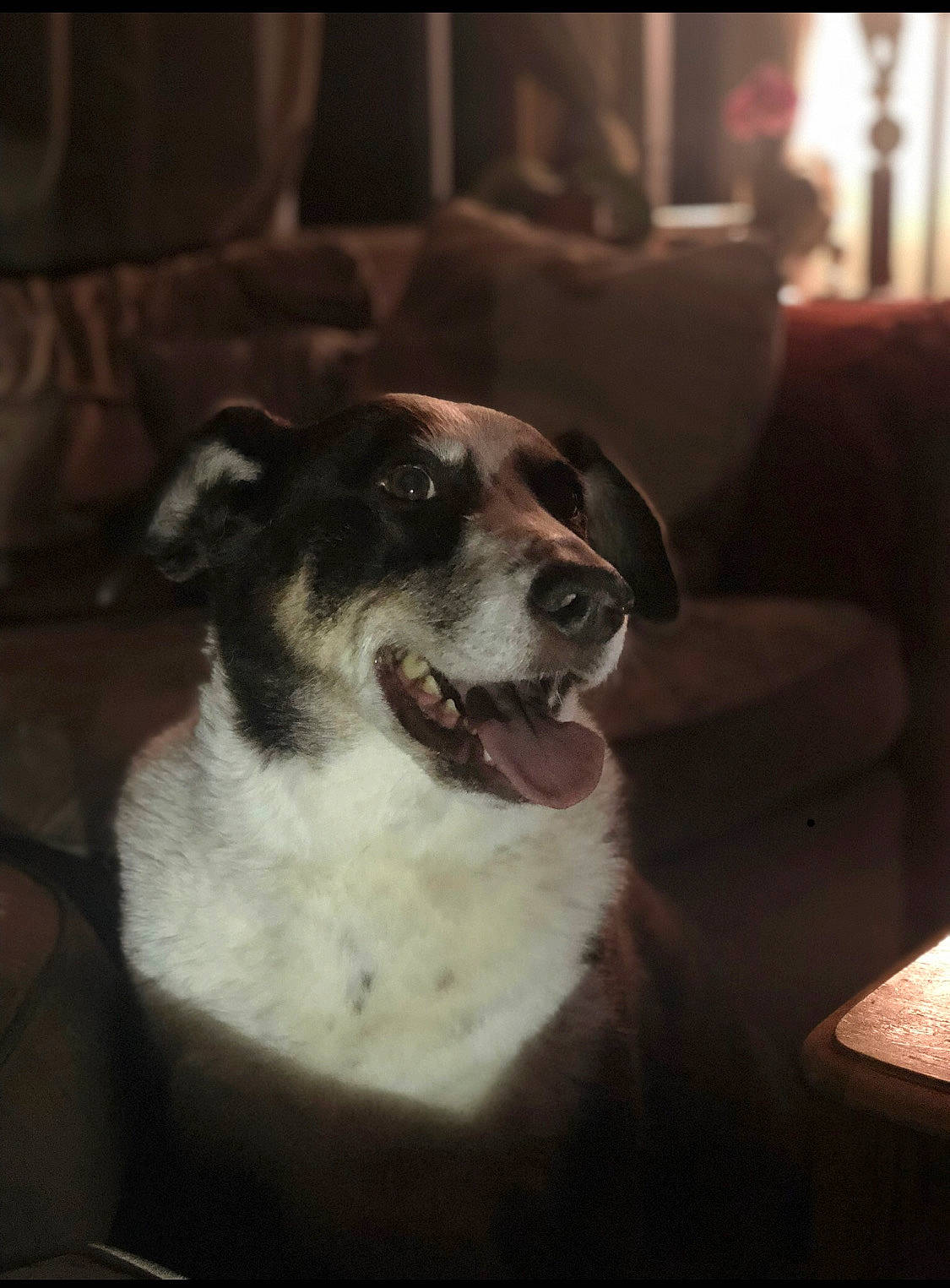 Preston joined the competition — help win amazing prizes! australian_shepherd, border_collie, canidae, carnivore, dog, dog_breed, fur, mammal, nose, snout, sporting_group, whiskers