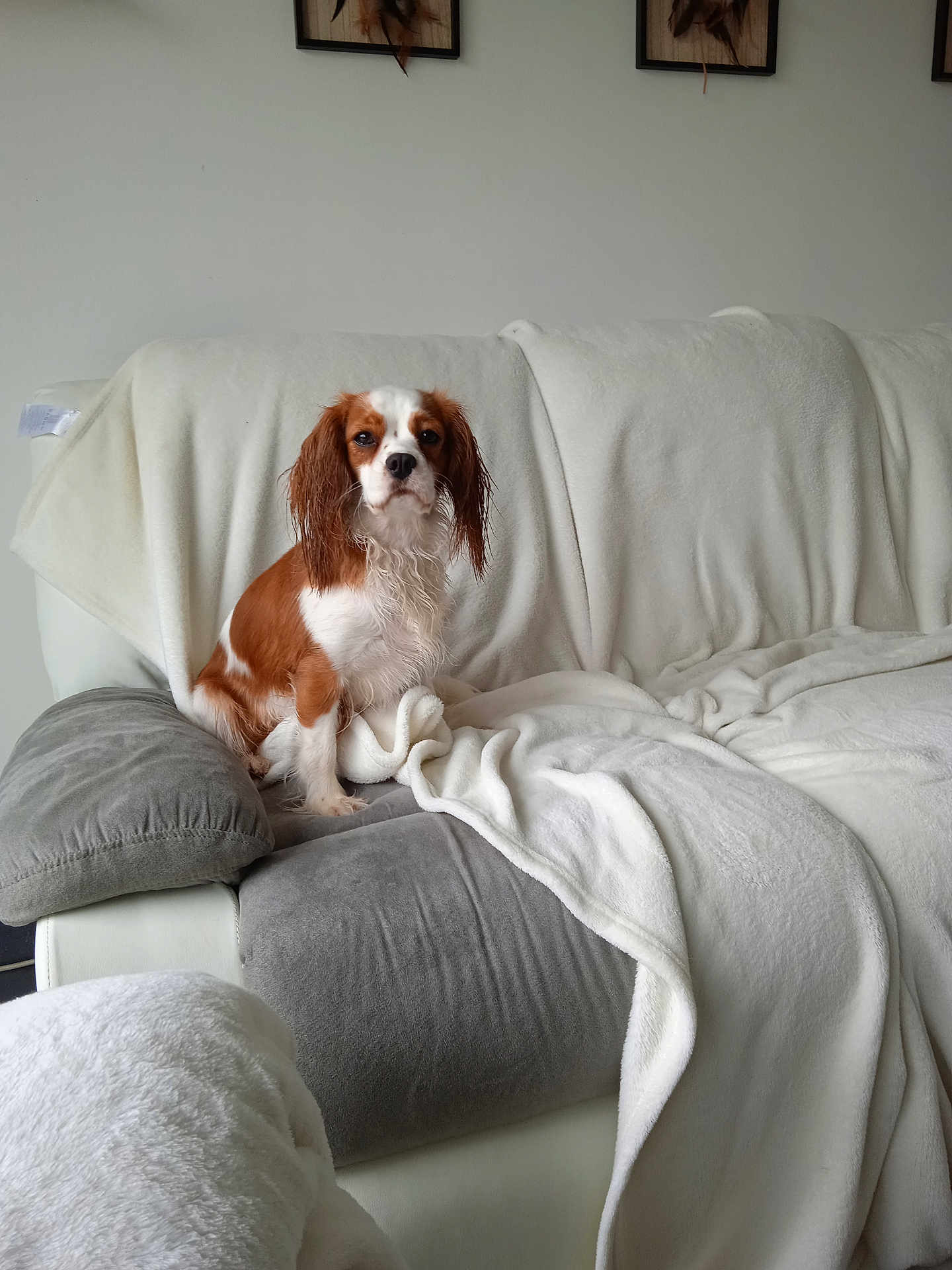 Phoebe participe au concours pour gagner de l'argent avec cette photo : dog, cavalier_king_charles_spaniel, pet, indoor, couch, blanket, white, gray, furniture, fur, animal, portrait, sitting, cute, cozy, home, living_room, brown, expression, looking