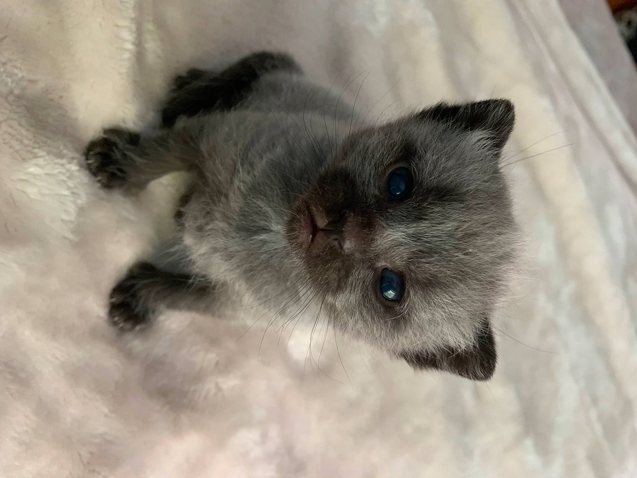 Koda is registered to the contest to win money with this photo: canidae, carnivore, claw, dog_breed, domestic_short_haired_cat, eye, fur, grey, mouse, muroidea, paw, small_to_medium_sized_cats, snout, snow, terrestrial_animal, whiskers, wildlife, winter