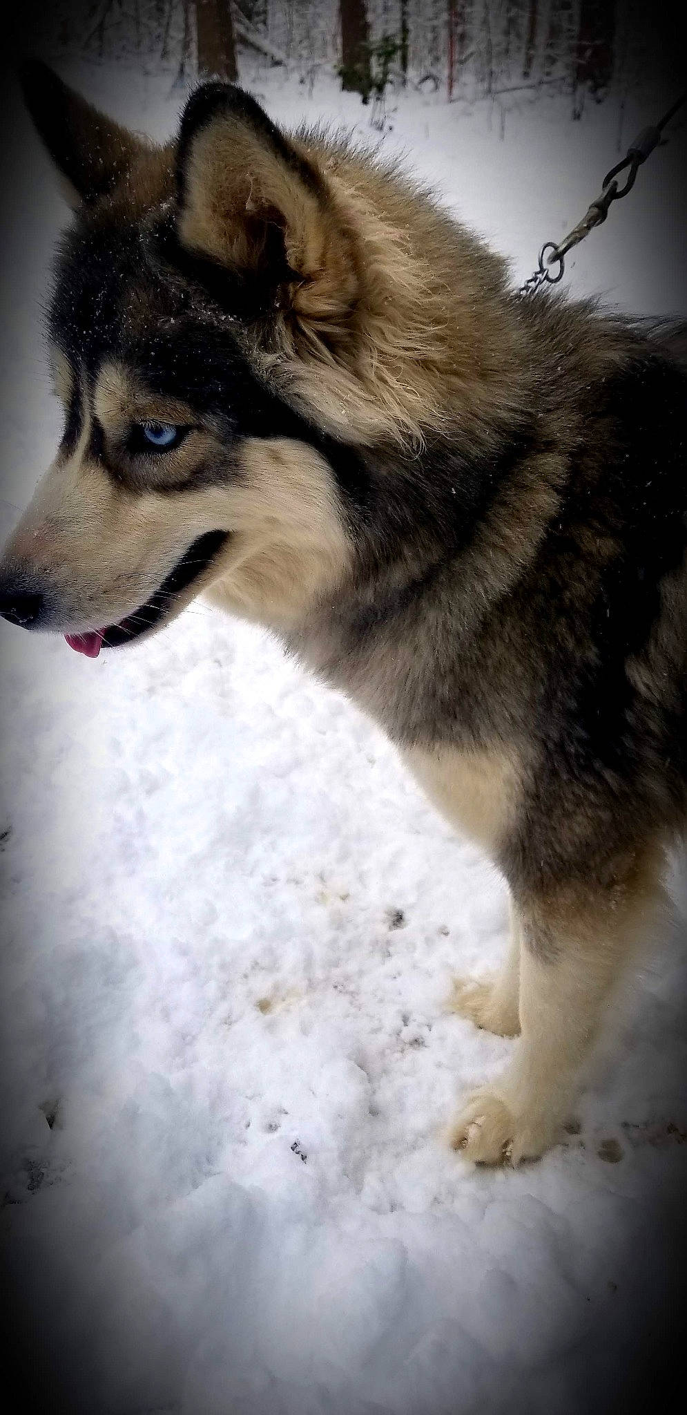 Jemma is registered to the contest to win money with this photo: alaskan_malamute, canadian_eskimo_dog, canidae, carnivore, dog, dog_breed, greenland_dog, mammal, native_american_indian_dog, saarloos_wolfdog, sakhalin_husky, seppala_siberian_sleddog, siberian_husky, sled_dog, snout, tamaskan_dog, utonagan, vertebrate, west_siberian_laika, wolfdog