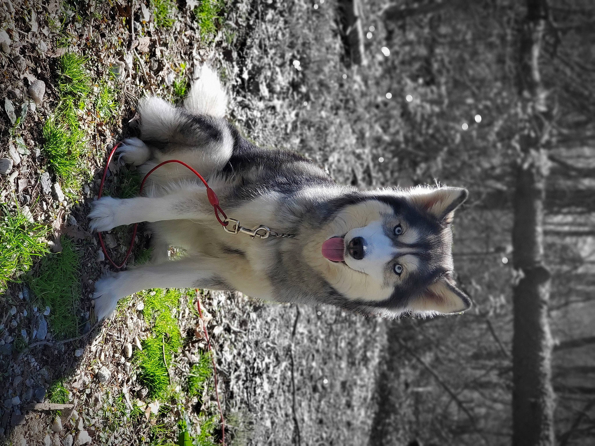 Jemma joined the competition — help win amazing prizes! alaskan_klee_kai, alaskan_malamute, canidae, carnivore, dog, lemur, northern_inuit_dog, saarloos_wolfdog, siberian_husky, sled_dog, snout, tree, trunk, west_siberian_laika, wildlife, wolfdog