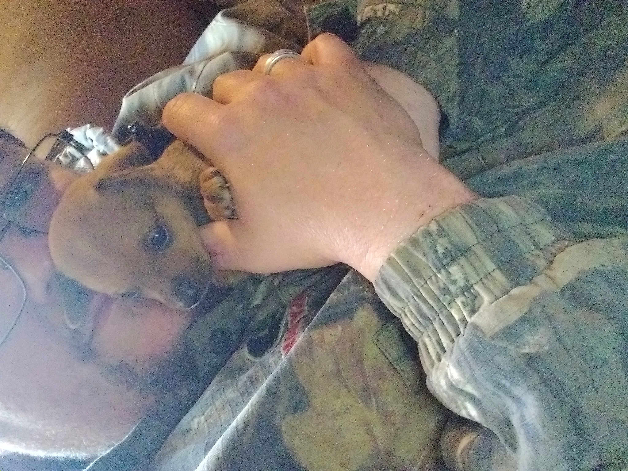 Little Bear
