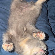 Bifi a rejoint le concours — aidez-le/la à gagner de superbes lots ! adorable, animal, blue_blanket, cat, cozy, cute, feline, fluffy, fur, indoor, kitten, paws, pet, pink_pads, relaxed, resting, sleeping, soft, tiny, young