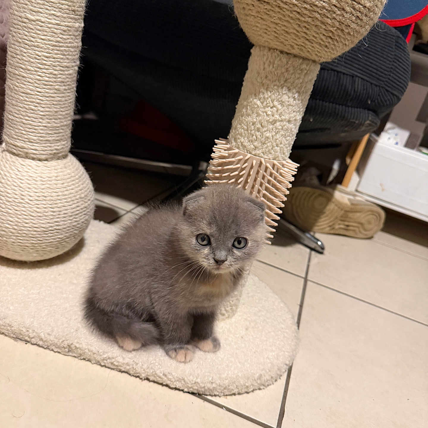 Bifi a rejoint le concours — aidez-le/la à gagner de superbes lots ! animal, carpet, cat, curious, cute, domestic_cat, eyes, floor, fur, furniture, gray_cat, indoor, kitten, pet, scratching_post, sitting, small_animal, tile_floor, whiskers, young