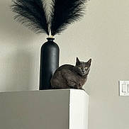 Lace is registered to the contest to win money with this photo: animal, black_feathers, calm, cat, curious, decor, elegant, feathers, feline, gray_cat, home, indoor, interior, ledges, minimalist, modern, pet, still_life, vase, wall