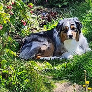 Priska participe au concours pour gagner de l'argent avec cette photo : dog, australian_shepherd, outdoor, garden, grass, flowers, greenery, path, sunlight, relaxing, pet, canine, nature, leaves, plants, fur, animal, calm, summer, daytime