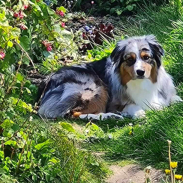 Priska participe au concours pour gagner de l'argent avec cette photo : animal, australian_shepherd, calm, canine, daytime, dog, flowers, fur, garden, grass, greenery, leaves, nature, outdoor, path, pet, plants, relaxing, summer, sunlight