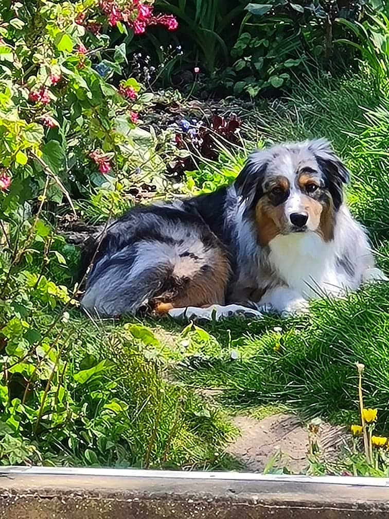 Priska participe au concours pour gagner de l'argent avec cette photo : dog, australian_shepherd, outdoor, garden, grass, flowers, greenery, path, sunlight, relaxing, pet, canine, nature, leaves, plants, fur, animal, calm, summer, daytime