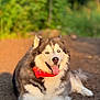 Luca is registered to the contest to win money with this photo: dog, alaskan_malamute, bandana, outdoor, sunlight, happy, tongue_out, fluffy, fur, blue_eyes, nature, forest, animal, pet, canine, lying_down, ground, portrait, closeup, summer