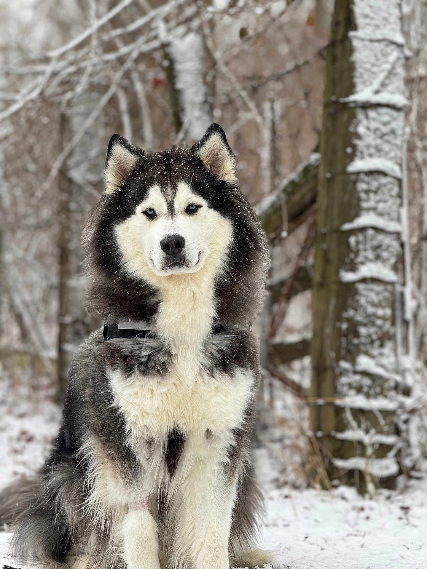 Luca