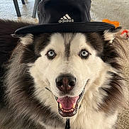 Luca is registered to the contest to win money with this photo: dog, husky, blue_eyes, hat, adidas, smiling, indoor, carpet, fur, pet, animal, close_up, portrait, happy, tongue, canine, cute, fluffy, accessory, domestic_animal