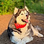 Luca joined the competition — help win amazing prizes! dog, husky, bandana, outdoor, sunlight, tongue_out, happy, fluffy, animal, pet, nature, greenery, portrait, mammal, closeup, sitting, canine, daytime, fur, cute