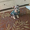 beige, brown, carpet, clothing, collar, cute, dog, dresser, ears, floor, fur, furniture, indoor, looking_up, patterned_carpet, pet, plaid_shirt, puppy, small_dog, tag