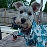 animal, backyard, blue_shirt, canine, casual_clothing, curious, dog, domestic_animal, ears_up, fence, floral_pattern, greenery, metal_table, outdoor, pet, portrait, scruffy_fur, small_dog, summer, umbrella