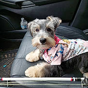Bodhi is registered to the contest to win money with this photo: animal, bandana, canine, car_door, car_interior, cute, dog, floor_mat, floral_shirt, indoors, leather_seat, looking_at_camera, pet, pet_clothing, portrait, puppy, seat, sitting, travel, water_bottle
