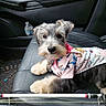 animal, bandana, canine, car_door, car_interior, cute, dog, floor_mat, floral_shirt, indoors, leather_seat, looking_at_camera, pet, pet_clothing, portrait, puppy, seat, sitting, travel, water_bottle