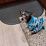 Bohdi joined the competition — help win amazing prizes! dog, puppy, clothing, blue_outfit, indoor, floor, mat, wooden_cabinet, small_dog, pet, cute, looking_up, curious, shark_pattern, speckled_mat, domestic, companion, animal, house, cozy