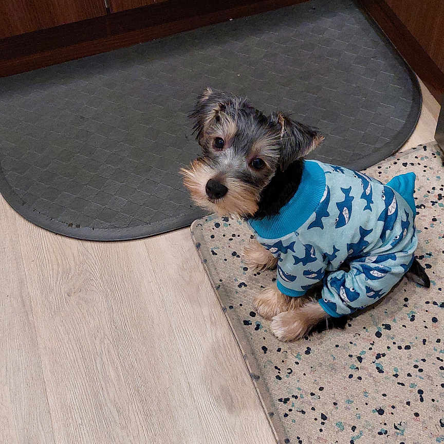 Bohdi joined the competition — help win amazing prizes! dog, puppy, clothing, blue_outfit, indoor, floor, mat, wooden_cabinet, small_dog, pet, cute, looking_up, curious, shark_pattern, speckled_mat, domestic, companion, animal, house, cozy