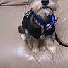 Bohdi is registered to the contest to win money with this photo: dog, pet, small_dog, sitting, black_shirt, collar, bow_tie, leather_couch, beige_couch, indoor, fur, cute, attentive, looking_up, fluffy, animal, companion, domestic, portrait, cozy