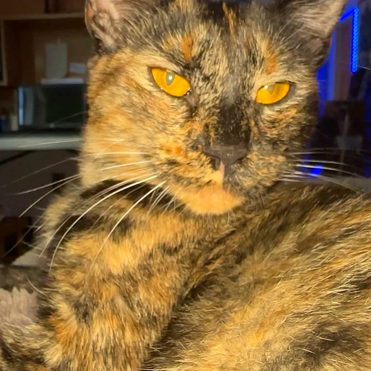 Pretty Baby joined the competition — help win amazing prizes! animal, background, cat, close_up, cute, domestic, ears, eyes, feline, fur, indoor, mammal, pet, portrait, relaxed, soft_focus, tortoiseshell, warm_light, whiskers, yellow_eyes