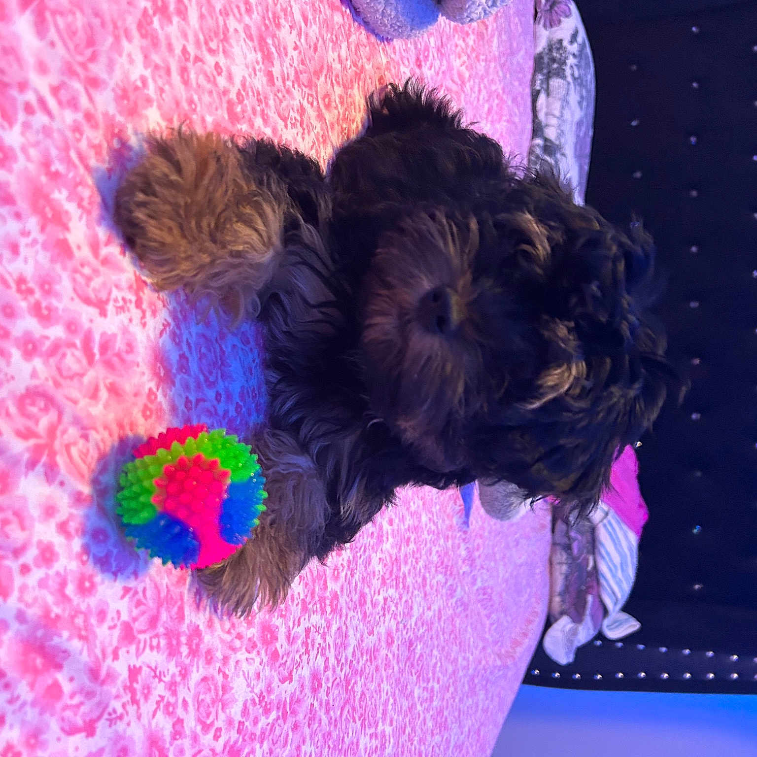Matthews is registered to the contest to win money with this photo: carnivore, companion_dog, dog, dog_breed, electric_blue, fawn, fun, fur, magenta, organism, pet_supply, petal, pink, plant, purple, sporting_group, tail, toy, toy_dog, violet