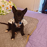 Scarlet joined the competition — help win amazing prizes! puppy, dog, black_dog, pet, bed, quilted_mat, pillow, floral_pattern, curtains, indoor, cute, young_dog, sitting, collar, attentive, purple_bedspread, home, cozy, small_dog, animal