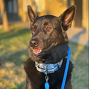 Diva joined the competition — help win amazing prizes! accessories, animal, canine, chihuahua, collar, dog, germanshepherd, halter, hound, husky, labradorretriever, leash, pet, policedog, puppy, racket, snout, sport, strap, tennis