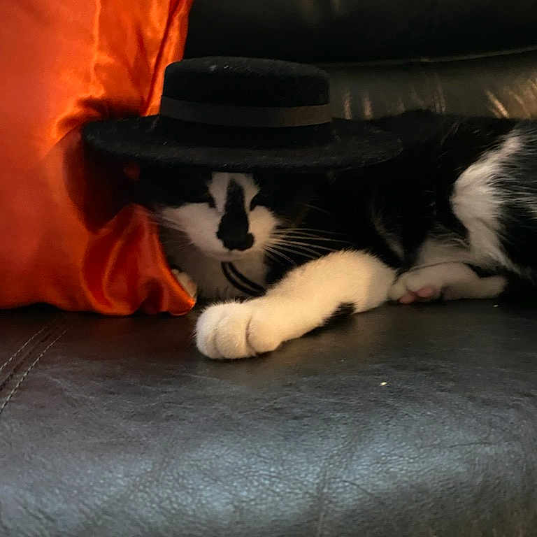 Xiao Xiao joined the competition — help win amazing prizes! cat, black_and_white, hat, couch, orange_pillow, leather, pet, animal, resting, indoor, feline, cute, cozy, fur, whiskers, paw, sleeping, domestic_cat, home, relaxed