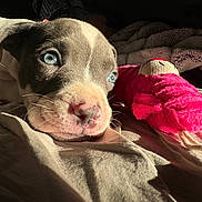 Koala is registered to the contest to win money with this photo: animal, bed, blanket, bodypart, bulldog, canine, clothing, couch, dog, finger, furniture, glove, hand, hound, person, pet, plush, pointer, puppy, toy
