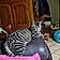 Tigrou