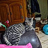 cat, tabby, striped, feline, pet, indoor, couch, leather, blanket, furniture, wooden_cabinet, plant, shoes, tile_floor, toy, relaxed, resting, home, living_room, cozy