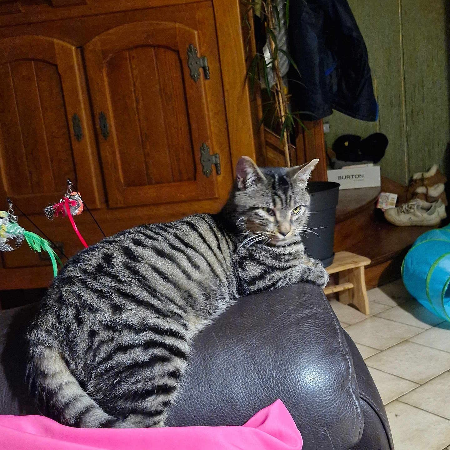 Tigrou participe au concours pour gagner de l'argent avec cette photo : cat, tabby, striped, feline, pet, indoor, couch, leather, blanket, furniture, wooden_cabinet, plant, shoes, tile_floor, toy, relaxed, resting, home, living_room, cozy