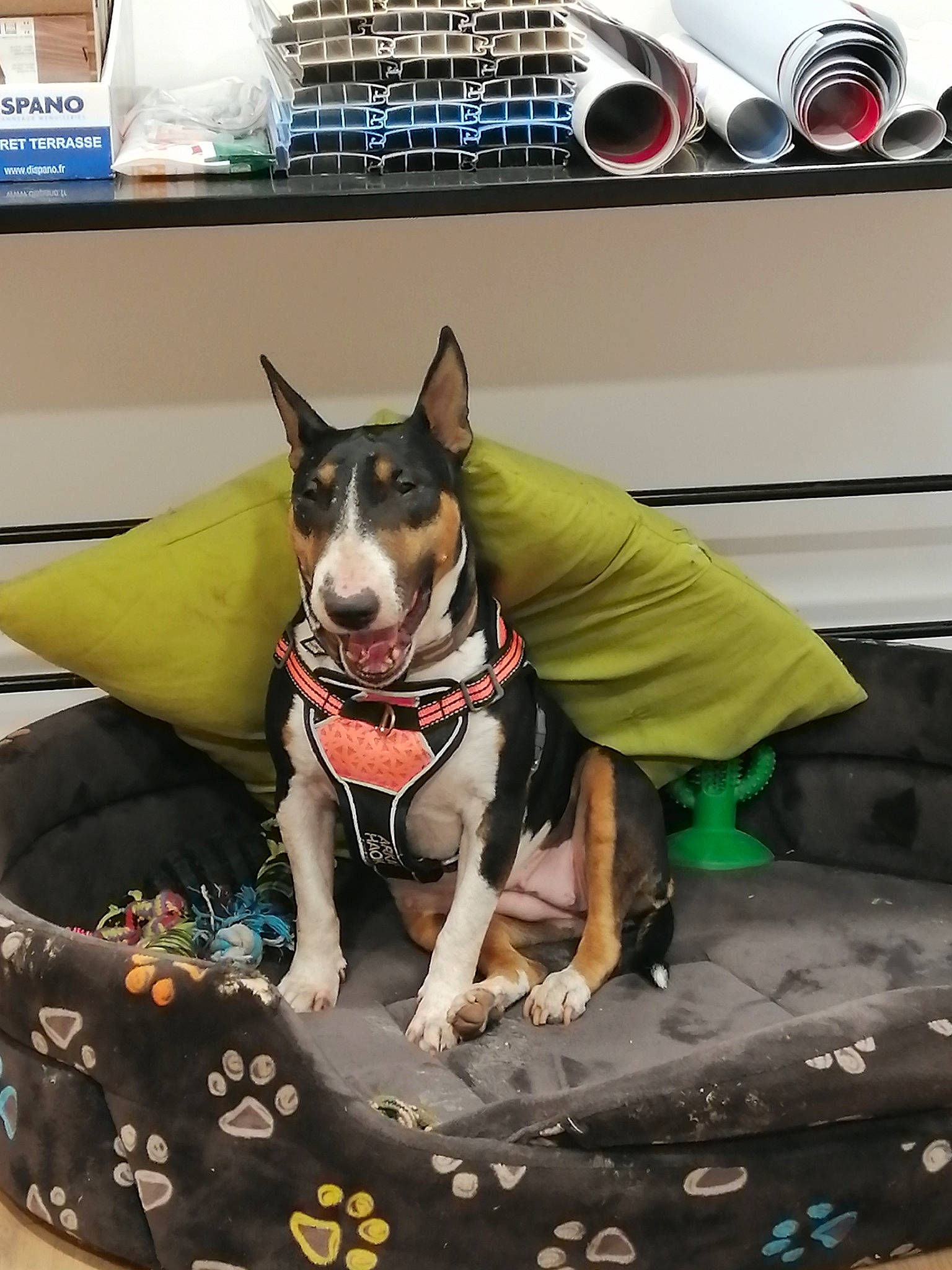 Fiesta participe au concours pour gagner de l'argent avec cette photo : automotive_design, bag, canidae, carnivore, collar, companion_dog, dog, dog_breed, dog_collar, dog_supply, fashion_accessory, leash, linens, pattern, pet_supply, recreation, snout, sporting_group, working_animal, working_dog