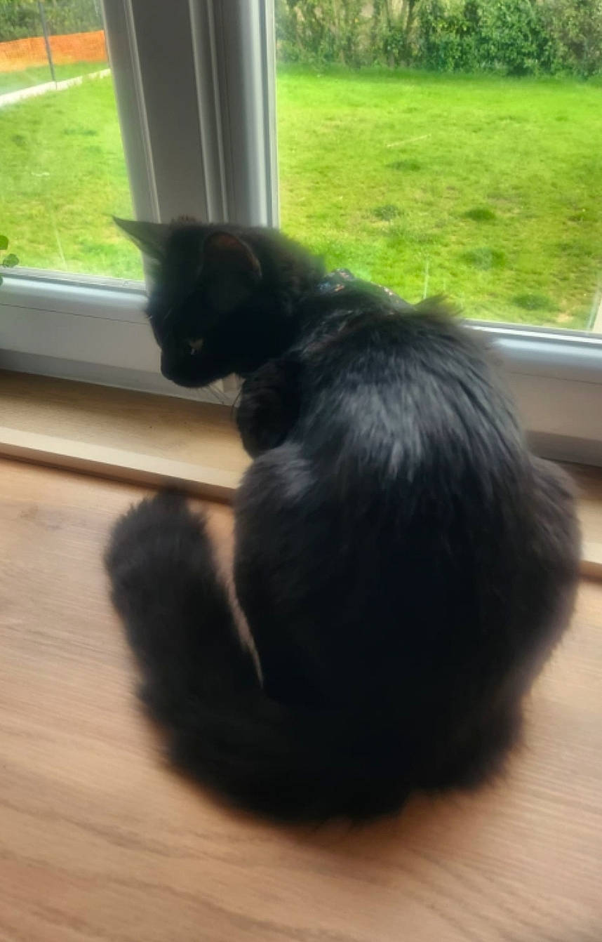 Coco participe au concours pour gagner de l'argent avec cette photo : black_cat, carnivore, cat, domestic_short_haired_cat, felidae, flooring, fur, grass, hardwood, plant, sitting, small_to_medium_sized_cats, snout, tail, terrestrial_animal, tints_and_shades, tree, whiskers, window, wood