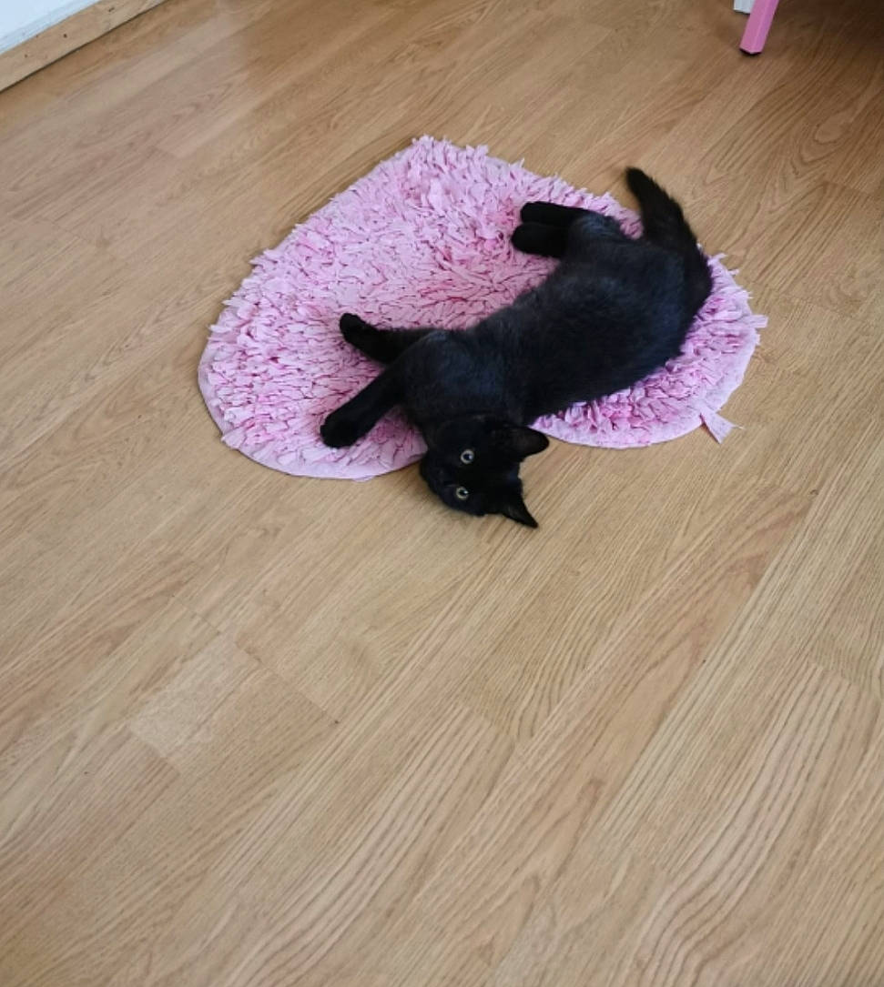 Coco participe au concours pour gagner de l'argent avec cette photo : black_cat, carnivore, cat, cat_toy, companion_dog, dog_breed, fawn, felidae, floor, flooring, hardwood, laminate_flooring, purple, small_to_medium_sized_cats, snout, tail, toy, whiskers, wood, wood_stain