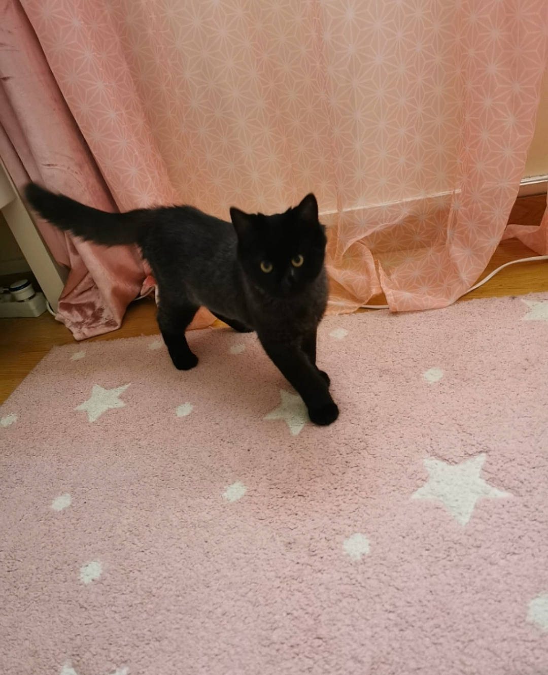 Coco a rejoint le concours — aidez-le/la à gagner de superbes lots ! black_cat, bombay, brown, carnivore, cat, claw, comfort, curtain, dog_breed, domestic_short_haired_cat, felidae, floor, flooring, fur, paw, small_to_medium_sized_cats, snout, tail, terrestrial_animal, whiskers