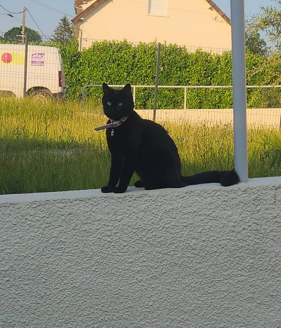 Coco participe au concours pour gagner de l'argent avec cette photo : asphalt, black_cat, bombay, carnivore, cat, dog_breed, felidae, grass, grey, plant, road_surface, sky, small_to_medium_sized_cats, snout, tail, terrestrial_animal, tints_and_shades, tree, whiskers, window