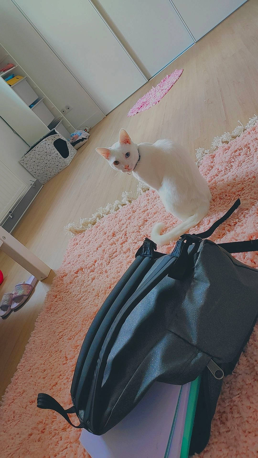Youki a rejoint le concours — aidez-le/la à gagner de superbes lots ! bag, bedding, canidae, carnivore, ceiling, comfort, companion_dog, fashion_accessory, fawn, felidae, flooring, fur, linens, luggage_and_bags, room, small_to_medium_sized_cats, tail, wood