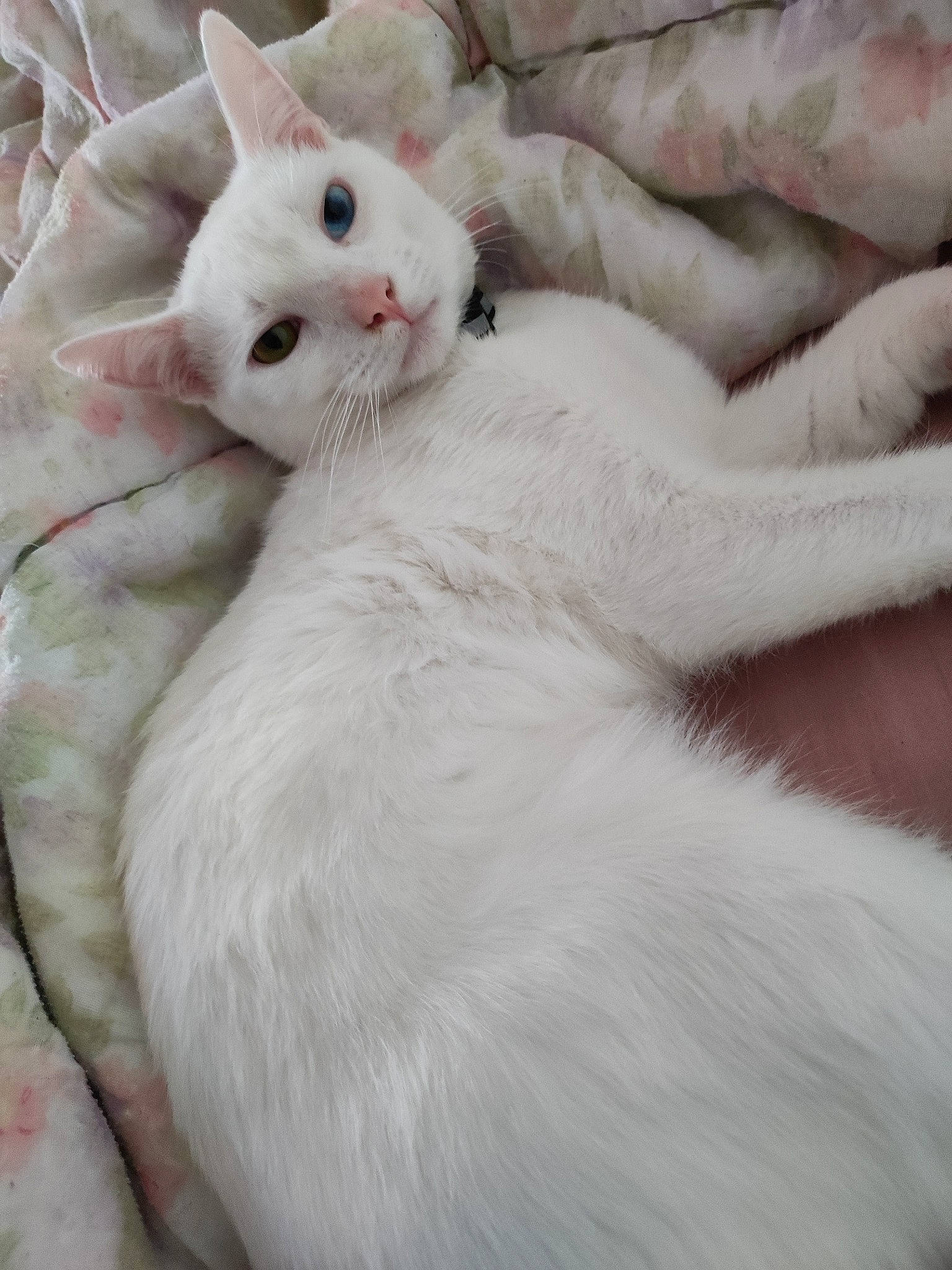 Youki a rejoint le concours — aidez-le/la à gagner de superbes lots ! carnivore, cat, claw, comfort, domestic_short_haired_cat, felidae, fur, nap, paw, small_to_medium_sized_cats, snout, tail, terrestrial_animal, whiskers