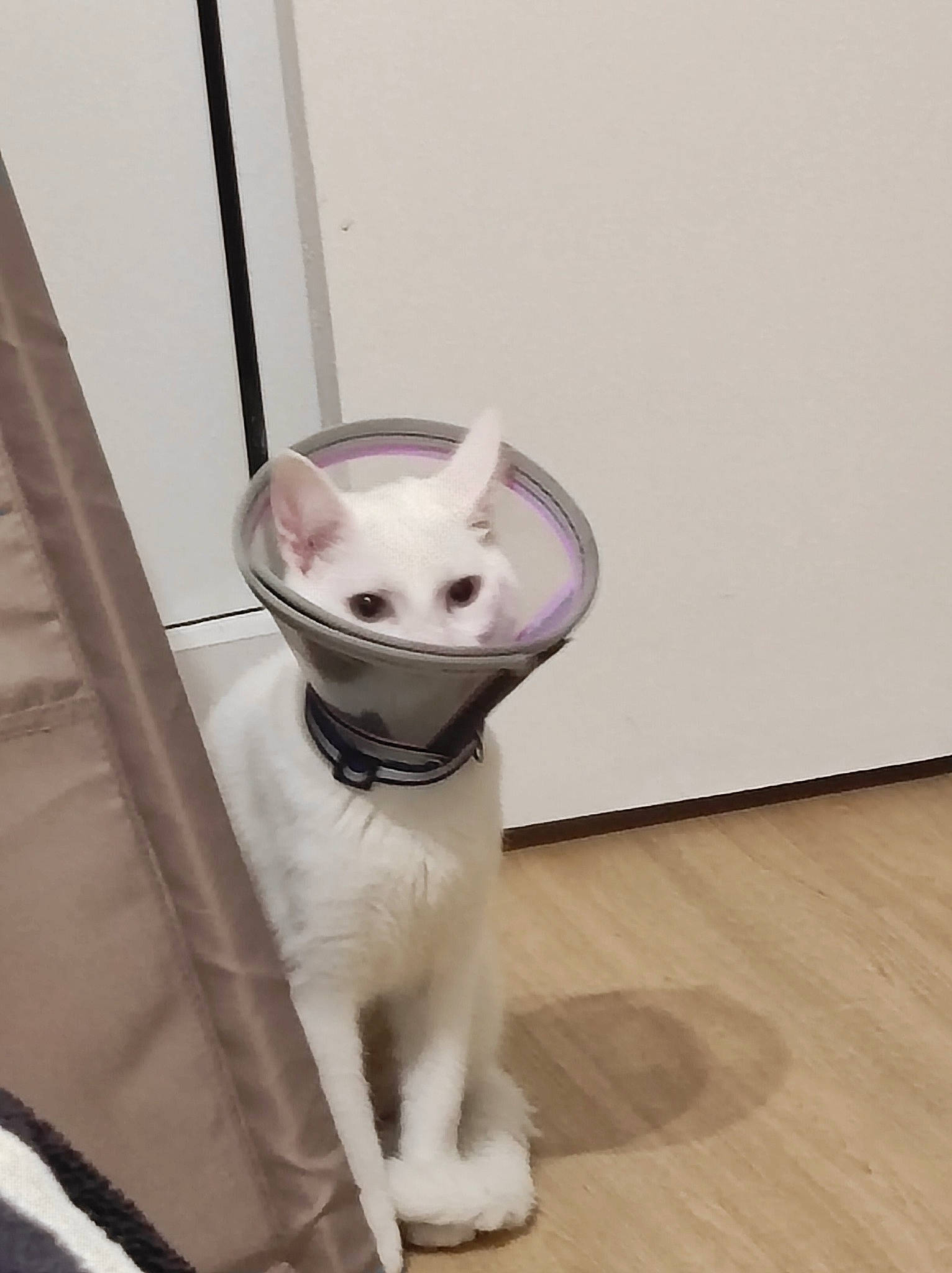 Youki participe au concours pour gagner de l'argent avec cette photo : art, canidae, carnivore, cat, collar, companion_dog, dog_breed, domestic_short_haired_cat, eye, fawn, felidae, flooring, fur, hardwood, head, small_to_medium_sized_cats, snout, tail, whiskers, wood