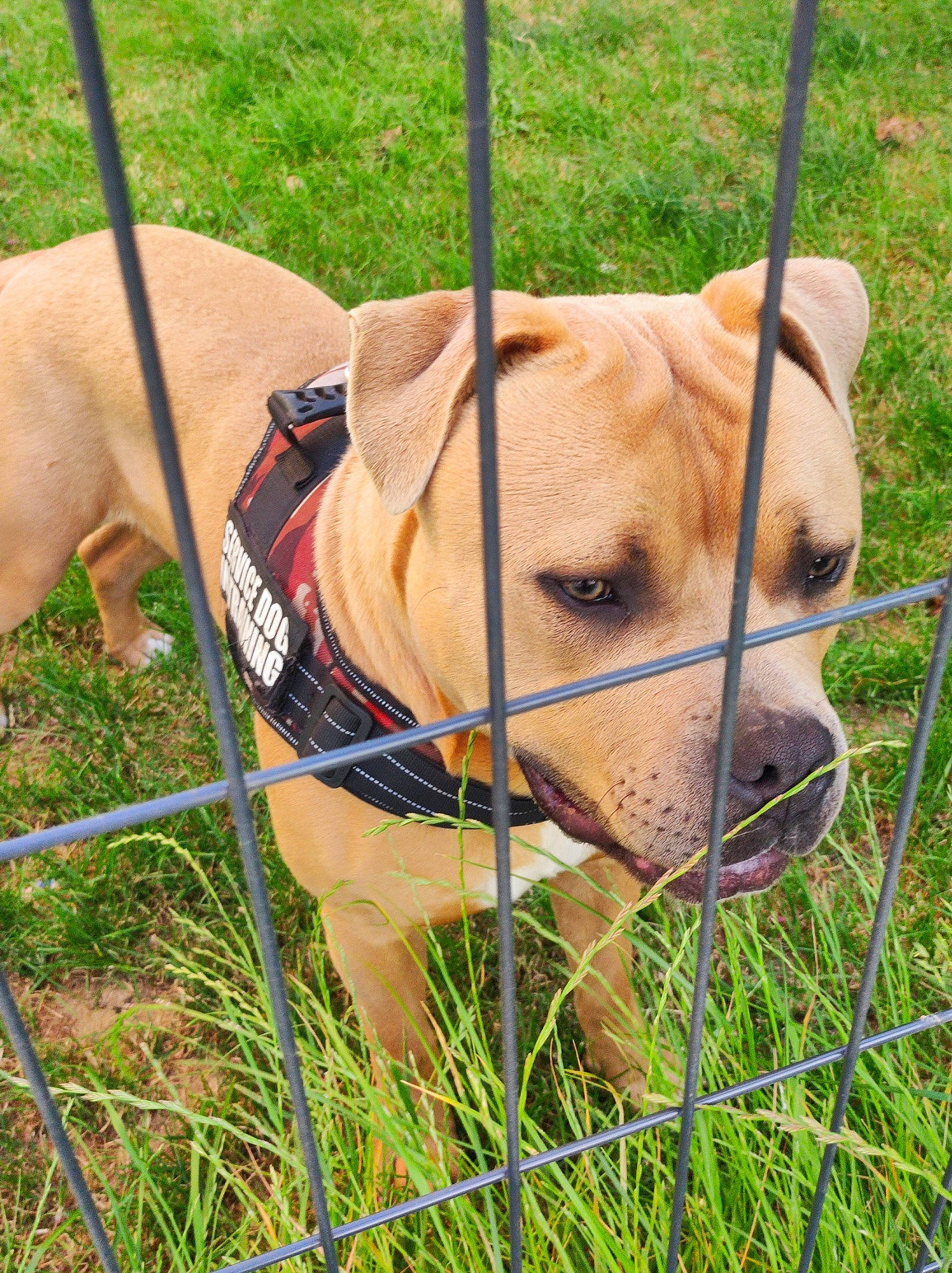 Opium participe au concours pour gagner de l'argent avec cette photo : ancient_dog_breeds, animal_shelter, cage, canidae, chair, collar, companion_dog, dog, dog_breed, dog_collar, dog_supply, fence, grass, leash, non_sporting_group, pet_supply, plant, snout, whiskers, working_animal