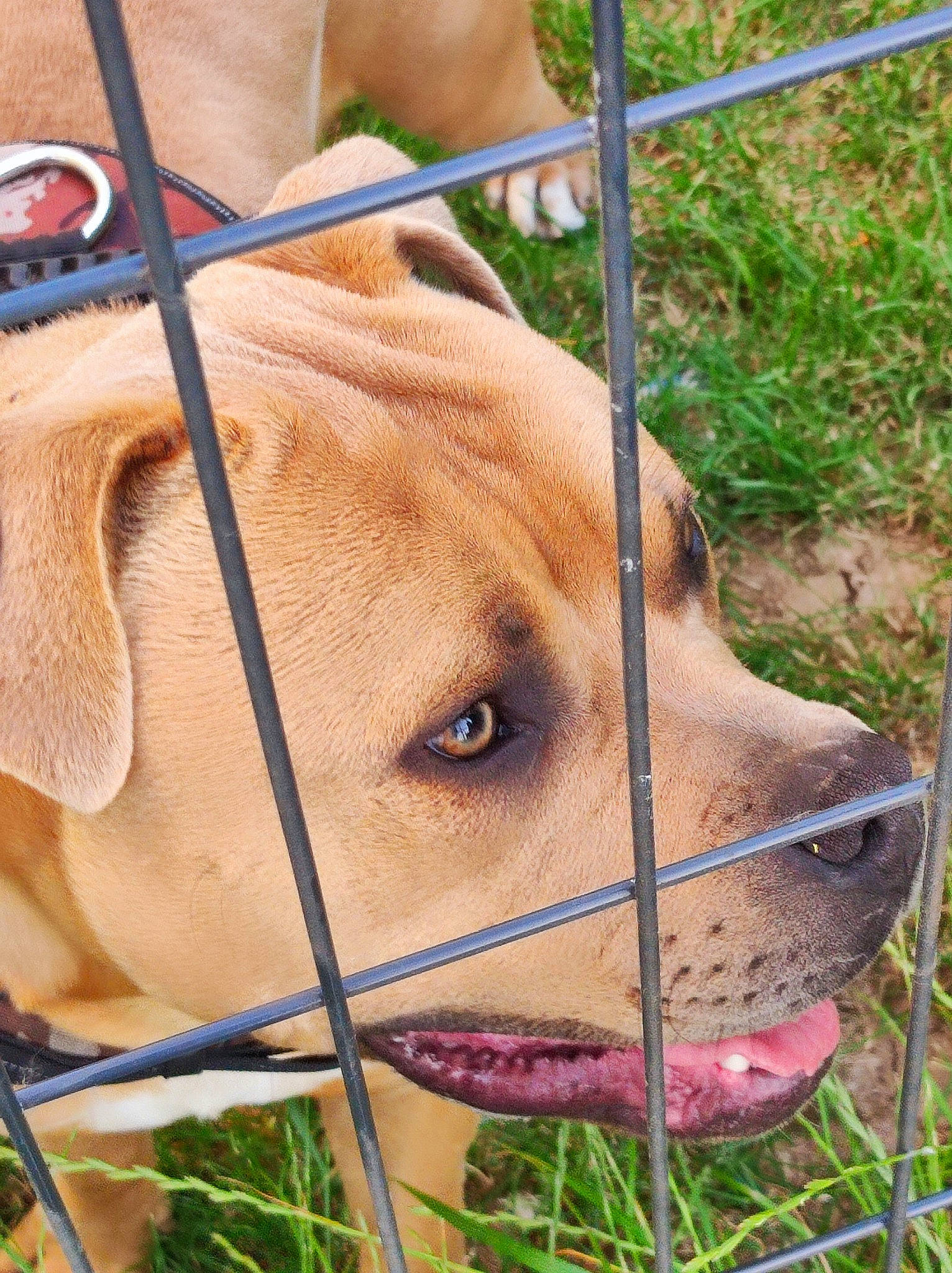 Opium a rejoint le concours — aidez-le/la à gagner de superbes lots ! cage, carnivore, collar, companion_dog, dog, dog_breed, eye, fawn, fence, fur, grass, mesh, pet_supply, plant, snout, sporting_group, terrestrial_animal, whiskers, wire_fencing, working_animal