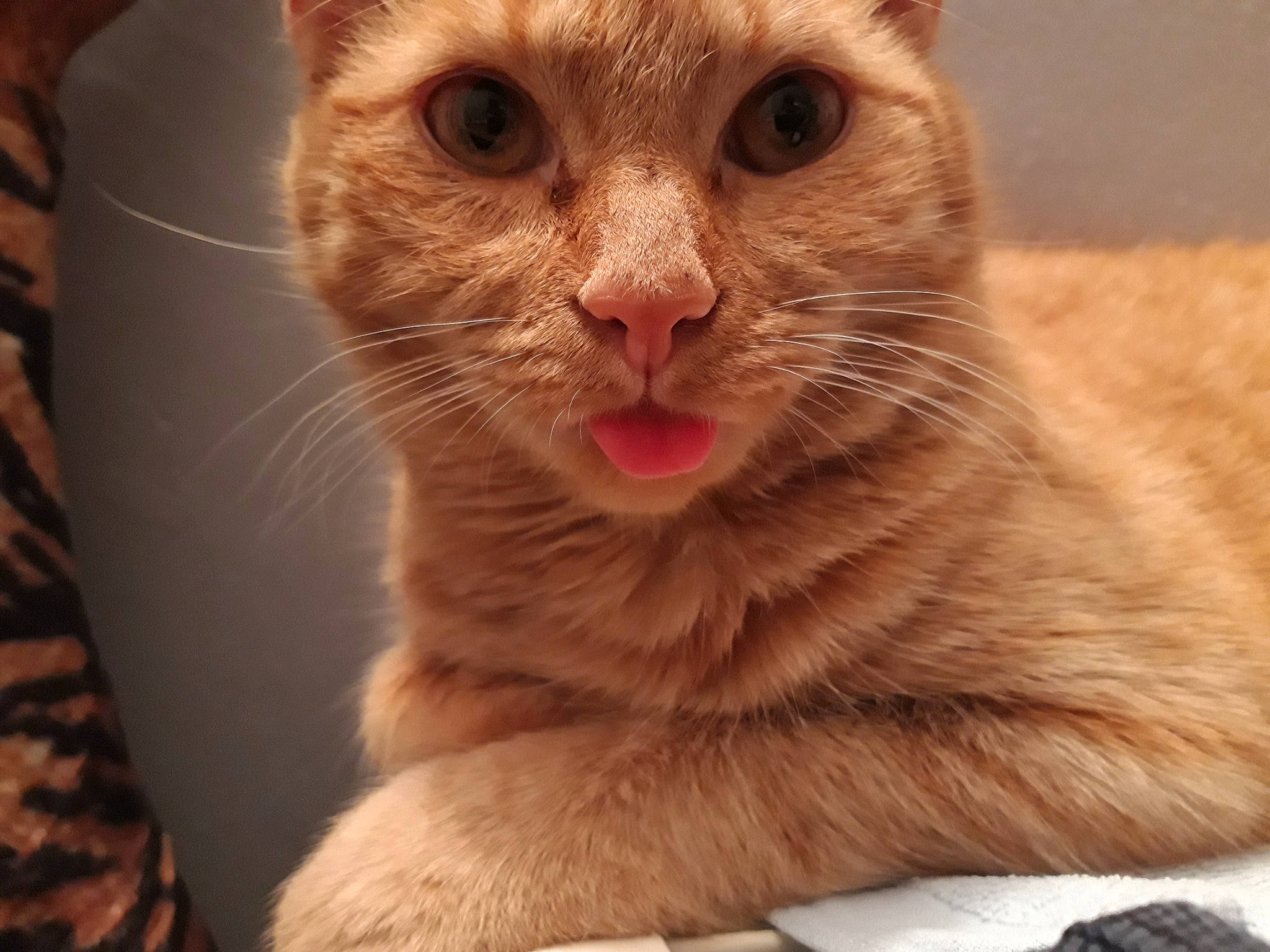 Maurice a rejoint le concours — aidez-le/la à gagner de superbes lots ! carnivore, cat, claw, domestic_short_haired_cat, ear, fawn, felidae, fur, paw, peach, small_to_medium_sized_cats, snout, terrestrial_animal, whiskers, window