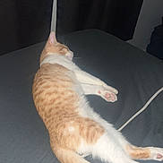 Simba joined the competition — help win amazing prizes! cat, ginger_cat, white_cat, sleeping, lying_down, stretched, bed, bedroom, curtains, indoor, pet, feline, paws, pink_paw_pads, tail, fur, orange_fur, white_fur, charging_cable, relaxed