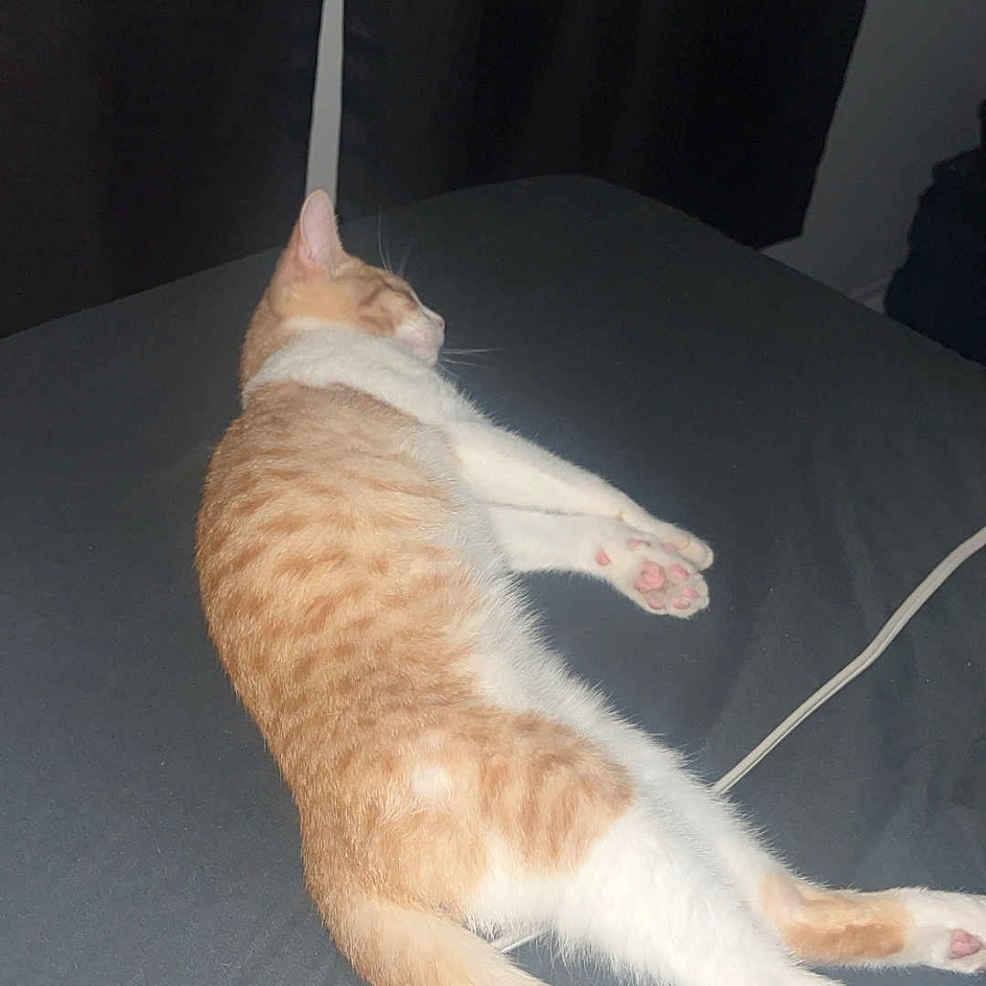 Simba