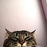 cat, tabby, fluffy, long_hair, whiskers, green_eyes, portrait, close_up, indoor, pet, animal, feline, being_held, serious_expression, funny_face, pink_wall, window, timestamp, vertical_photo, fur