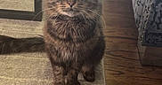 Rocky is registered to the contest to win money with this photo: cat, tabby_cat, fluffy, brown_fur, long_hair, green_eyes, whiskers, sitting, standing, pet, animal, portrait, indoors, living_room, rug, hardwood_floor, sofa, furniture, centered_subject, cozy_home