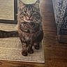 cat, tabby_cat, fluffy, brown_fur, long_hair, green_eyes, whiskers, sitting, standing, pet, animal, portrait, indoors, living_room, rug, hardwood_floor, sofa, furniture, centered_subject, cozy_home